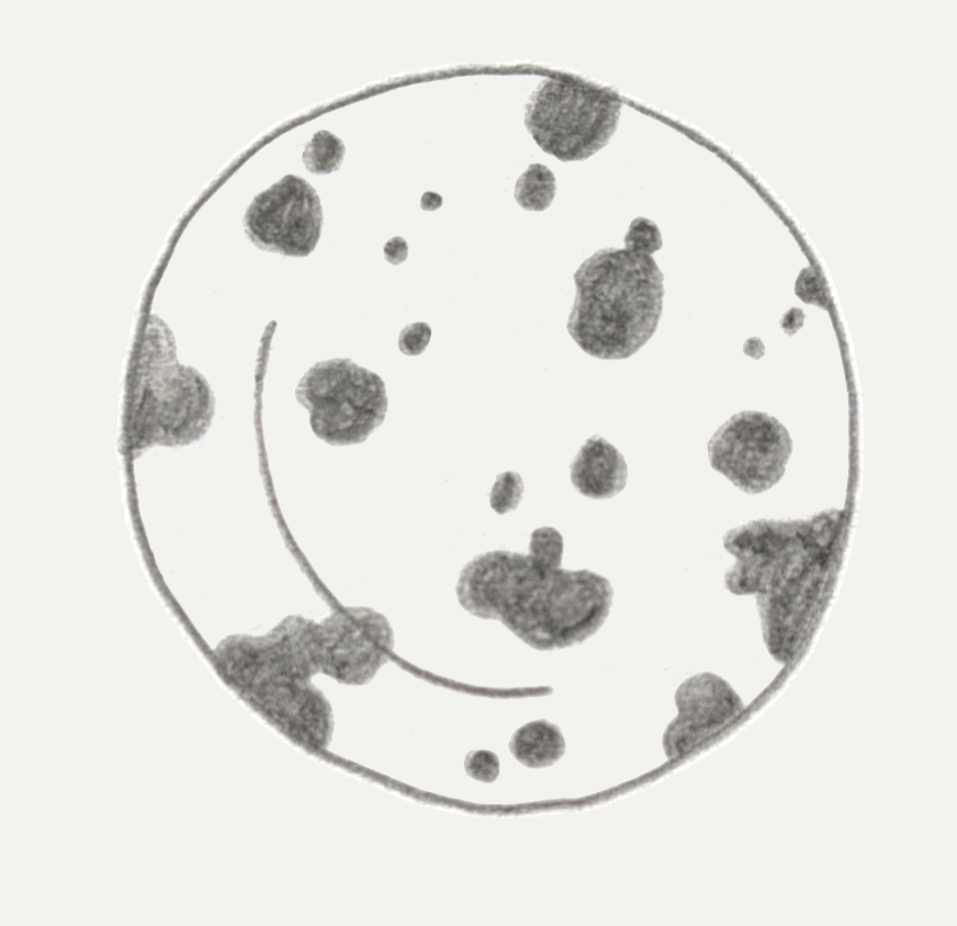 MAXI LEOPARD SCHIZZO PLATE