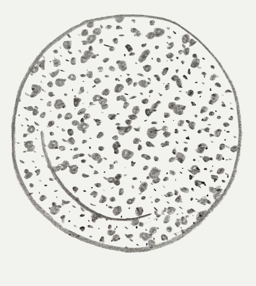 MINI LEOPARD SCHIZZO PLATE